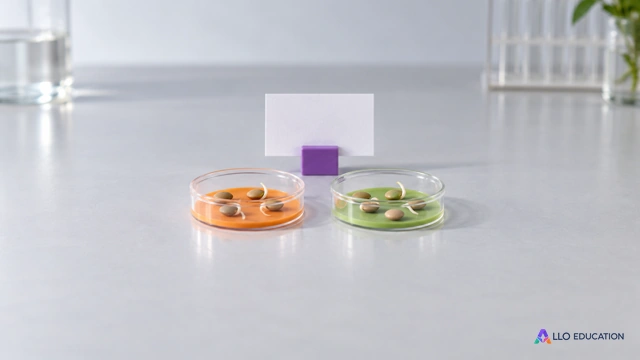 Deux petites boîtes de graines et une fiche vierge sur un support violet évoquent une comparaison expérimentale fictive.